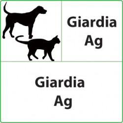 Test veterinari Giardia per cani o gatti